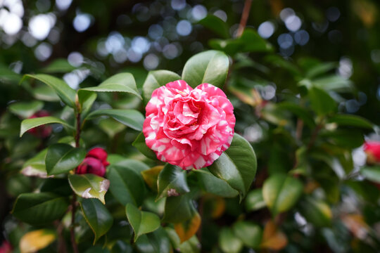 花露珍山茶花