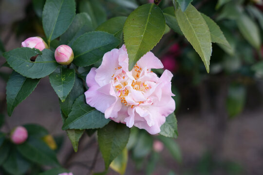 盛开的粉色香水茶花
