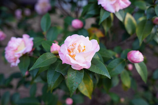 盛开的粉色香水茶花