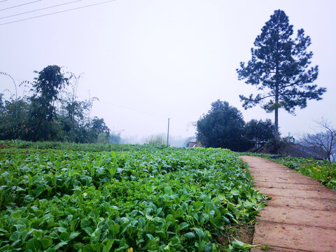 田野菜地