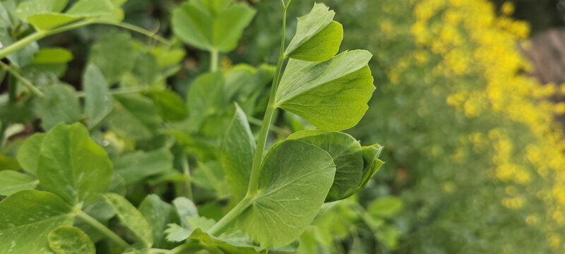 豌豆尖素菜