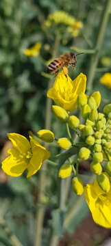 油菜花