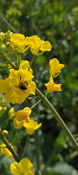 采蜜油菜花