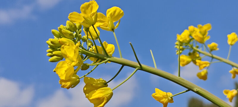 菜籽花