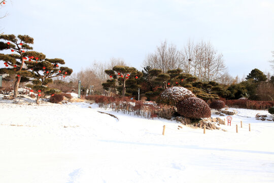 日照植物园雪景
