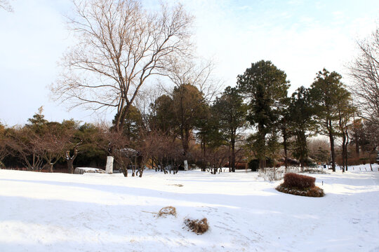 日照植物园雪景