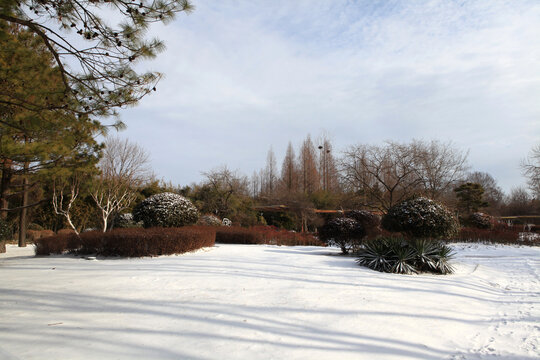 日照植物园雪景