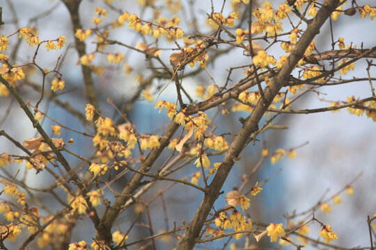 雪中腊梅花