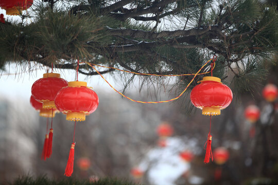 雪中红灯笼