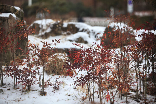 雪景植物