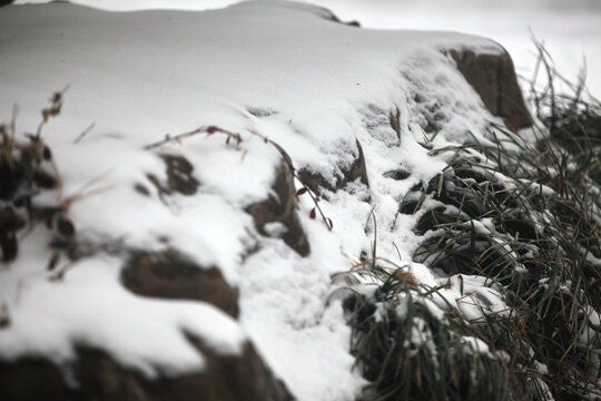 雪景植物