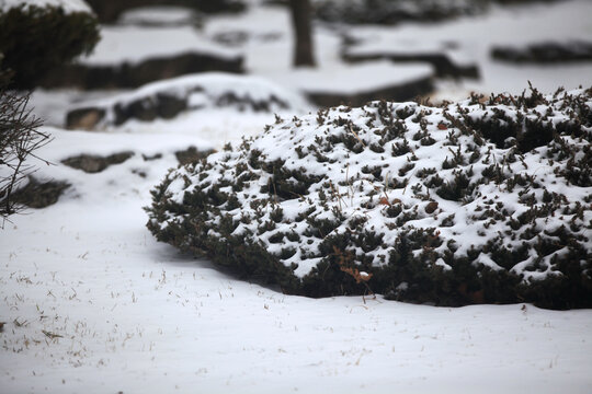 雪景植物