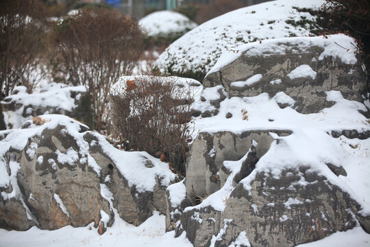 雪景