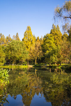杉樹(shù)林