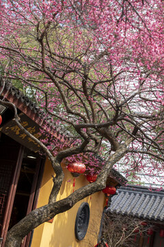 湖州铁佛寺梅花