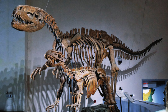 博物馆恐龙骨架展示