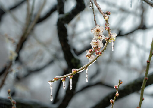 冻雨中的梅花