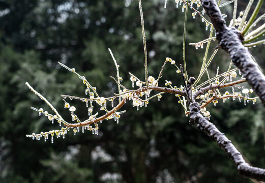 冻雨中的梅花