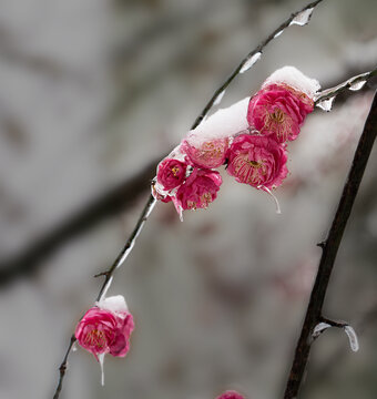 冻雨红梅