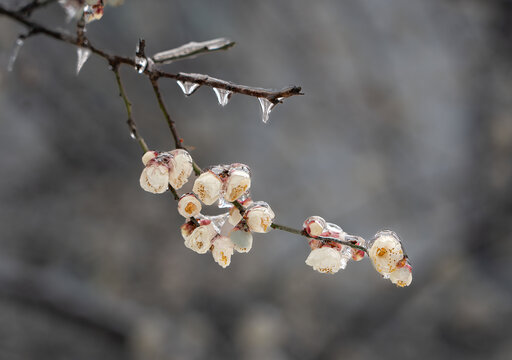 冻雨梅花