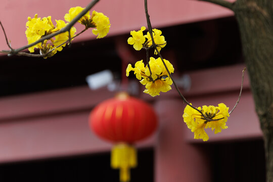 广州光孝寺盛开的黄花风铃木特写