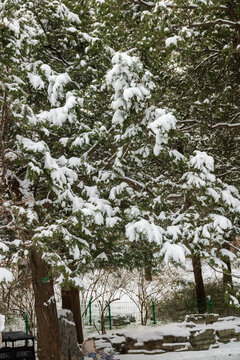 雪压枝头满树花