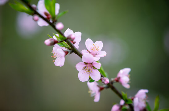 桃花