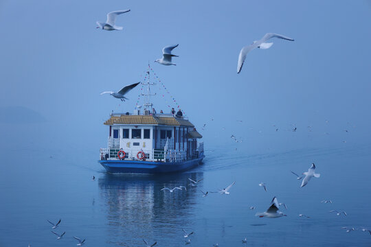 海鸥与船