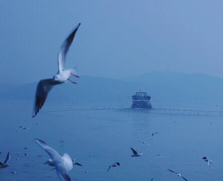 鼋头渚海鸥