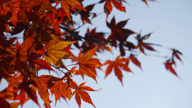 深秋枫叶红