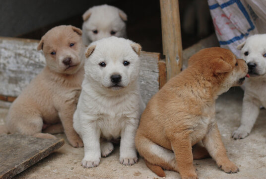 中华田园犬土狗幼崽