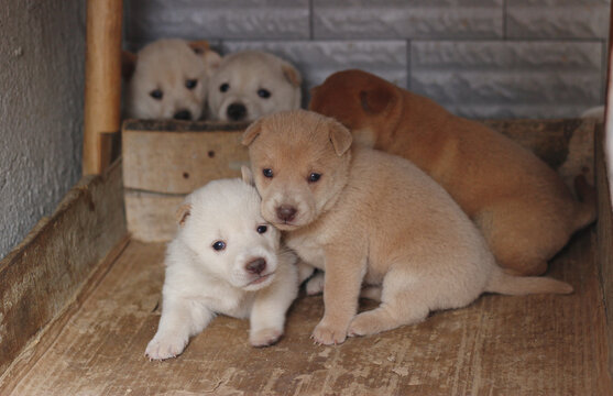 中华田园犬土狗幼崽