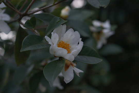 白色野生山茶花