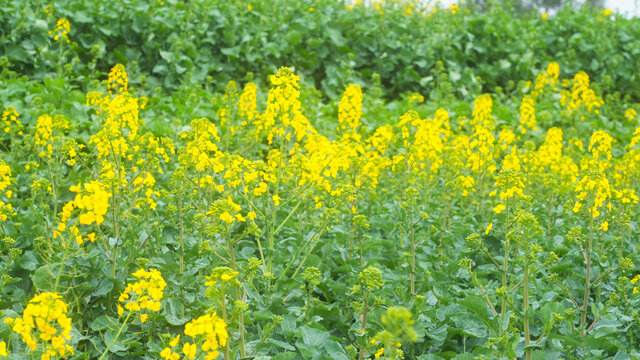 油菜花