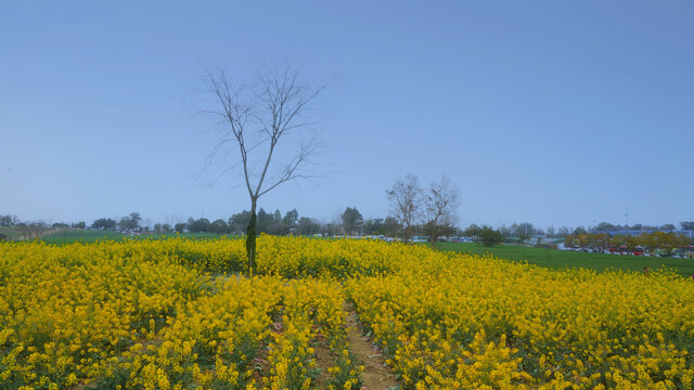 油菜花