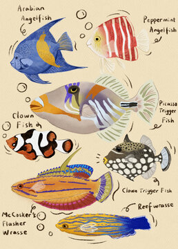 海洋魚
