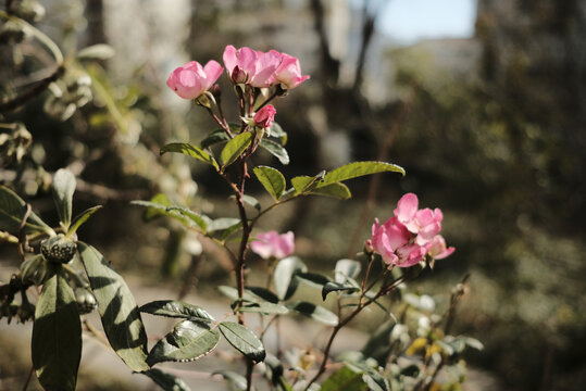 月季花