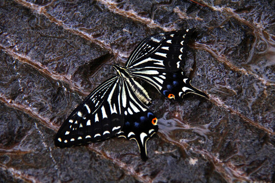黑白相间的蝴蝶