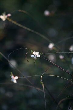 山桃草花