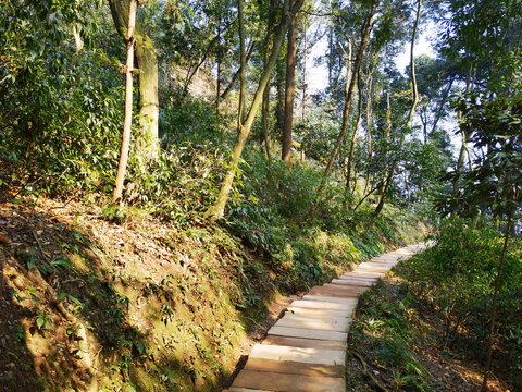 青城山森林登山步道