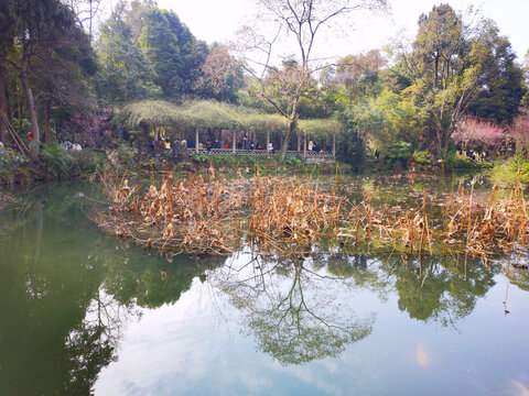 杜甫草堂池塘残荷