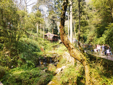 青城山景区的古树