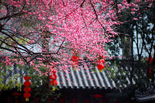 湖州铁佛寺梅花