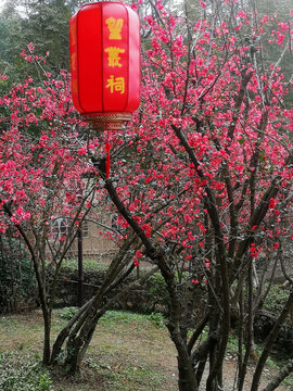 海棠花树