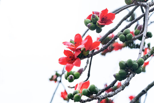 红棉花开