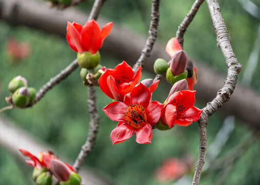 木棉花