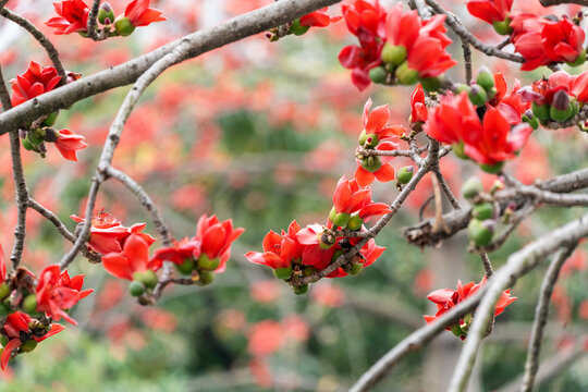 木棉花