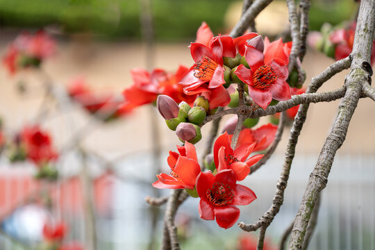 木棉花