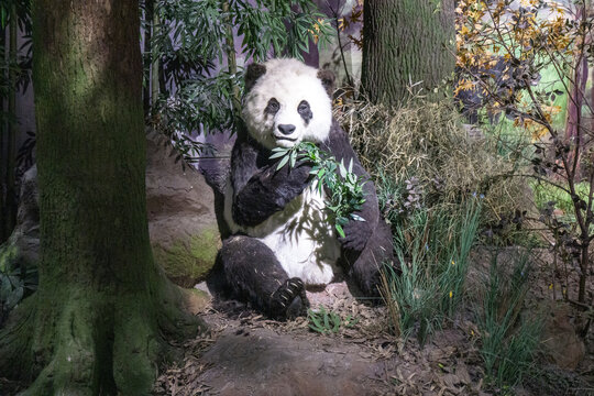 大熊貓