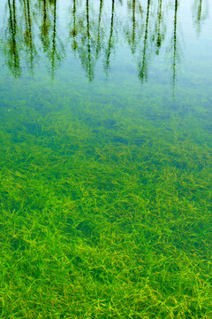 湖中水草